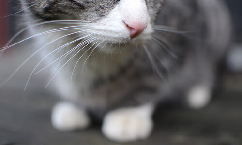 德甲球队在欧洲赛场表现亮眼，风头正劲，德甲将空场改为延期,欧洲五大联赛及欧战赛事全部停摆